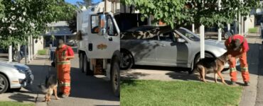 Il cane aspetta per tutta la settimana che passi il camion della spazzatura e salutare il suo amico