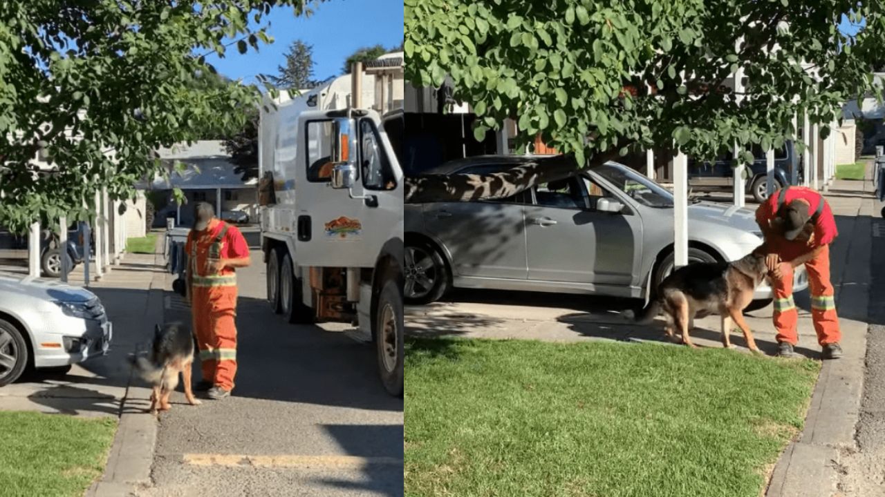 Il cane aspetta per tutta la settimana che passi il camion della spazzatura e salutare il suo amico