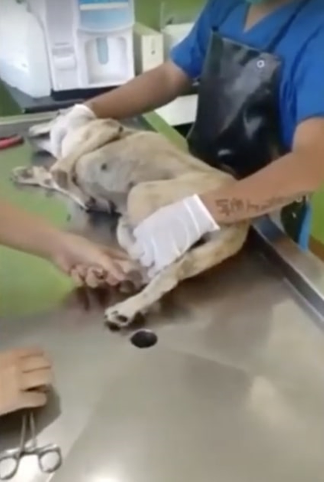 cagnolino operazione riuscita