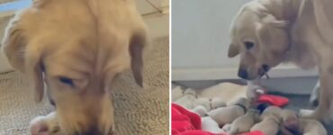 cucciolo di Golden Retriever