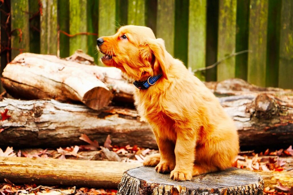 come non far abbaiare il cane