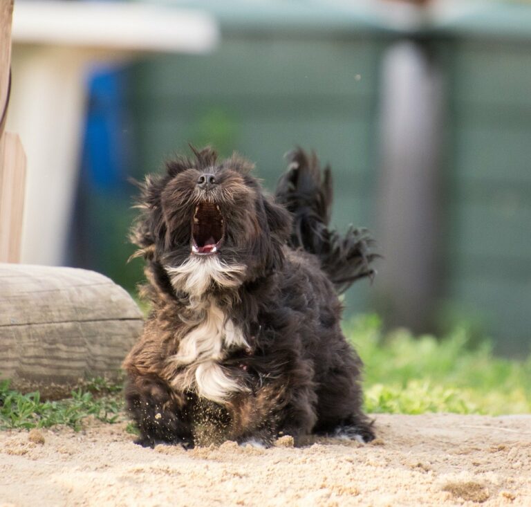 5 segreti per non far abbaiare troppo il tuo cane
