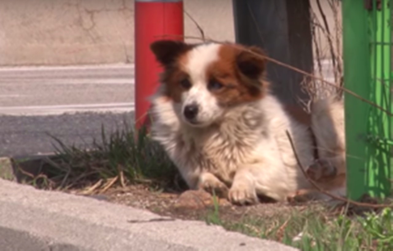 cagnolina abbandonata sul marciapiede da sola