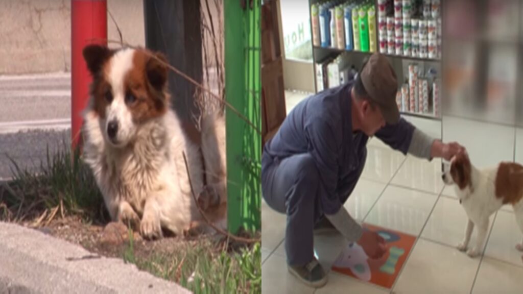 abbandonata cagnolina con padrone