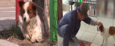 abbandonata cagnolina con padrone