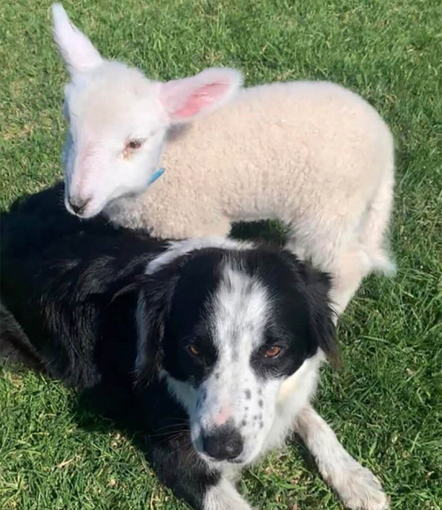 cane e agnello