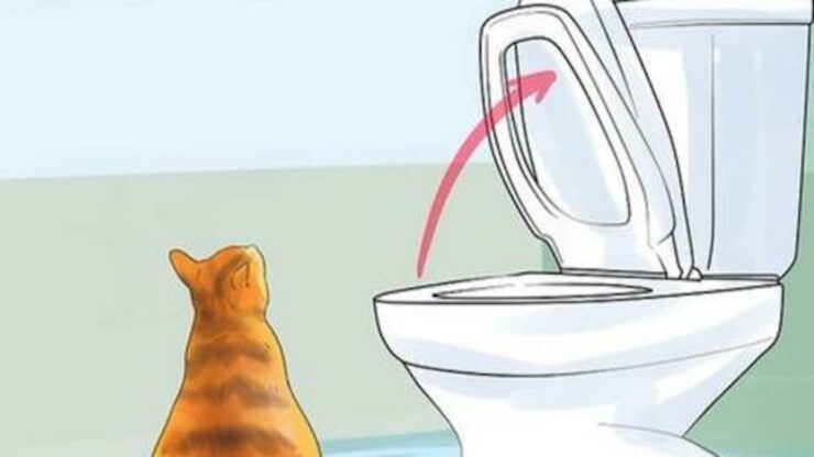 gatti bagni