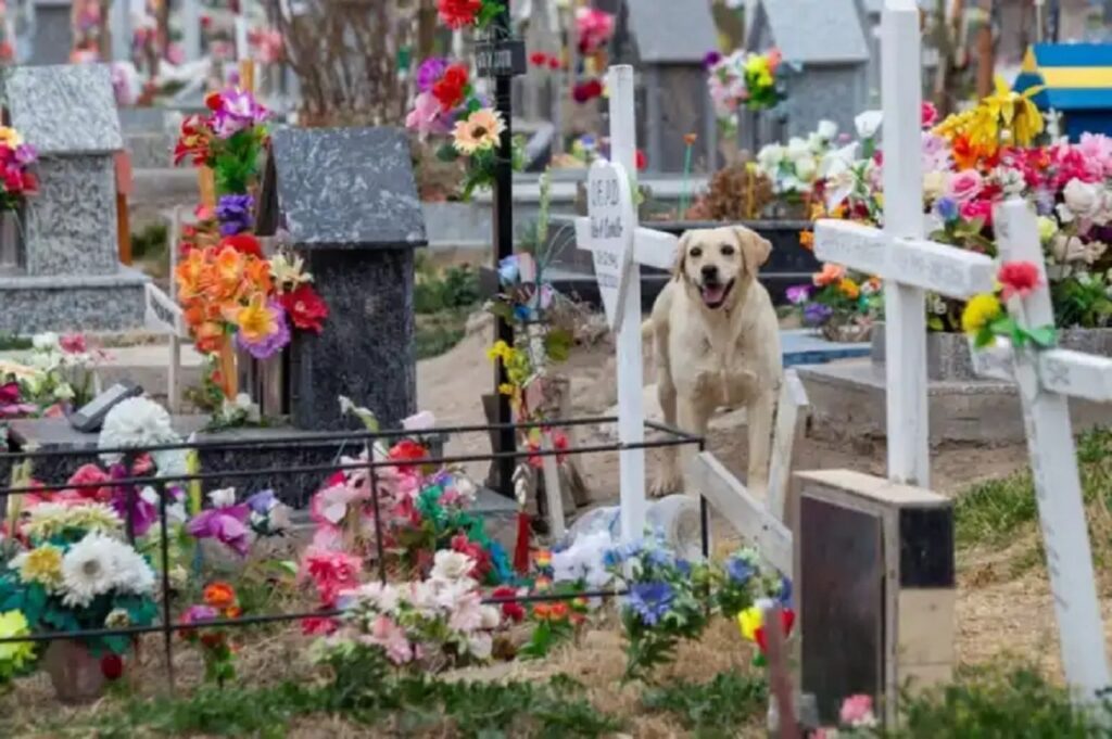 cane al cimitero