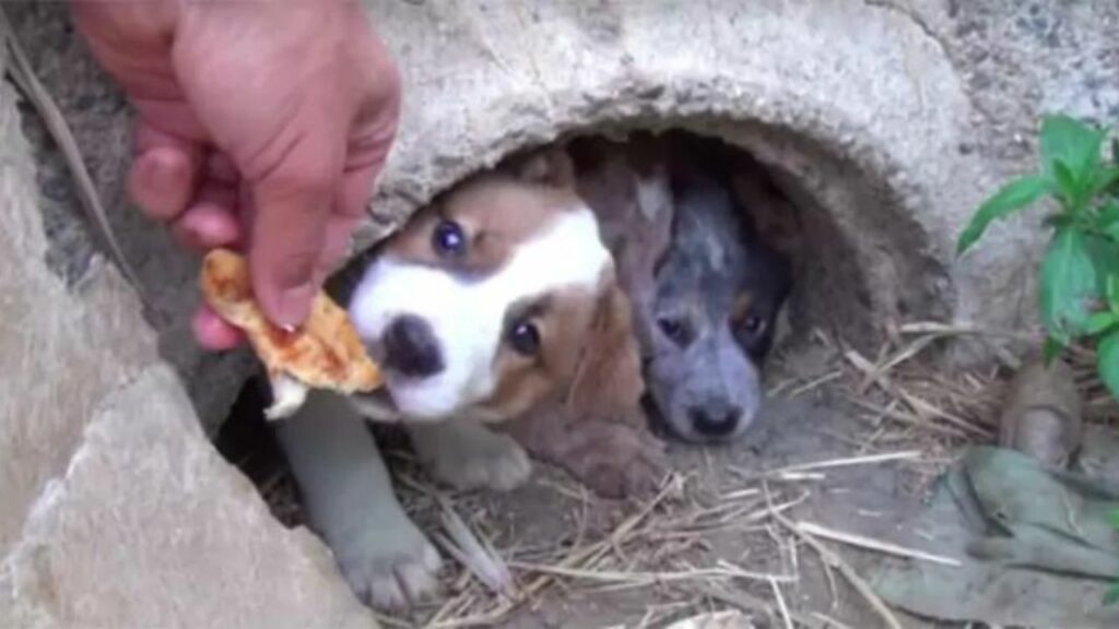 Trova una cagnolina con i suoi cuccioli in fin di vita e le fa un ultima promessa