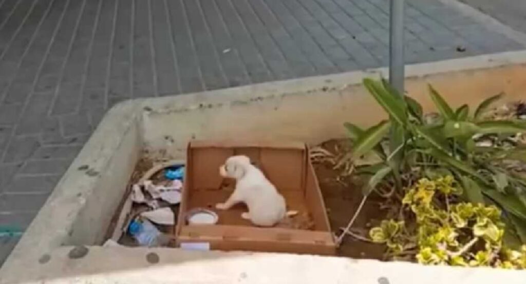 cagnolina abbandonata fuori dal supermercato