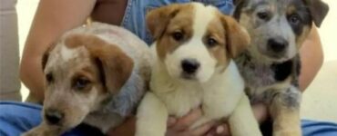 Trova una cagnolina con i suoi cuccioli in fin di vita e le fa un ultima promessa