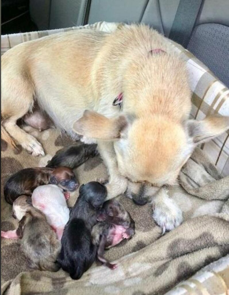 cane con cuccioli