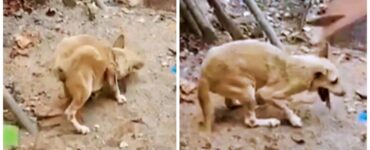 cagnolino in discarica