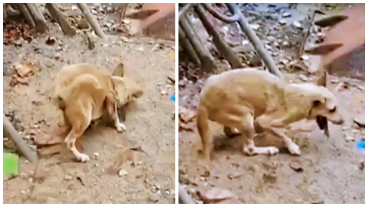 cagnolino in discarica infortunio