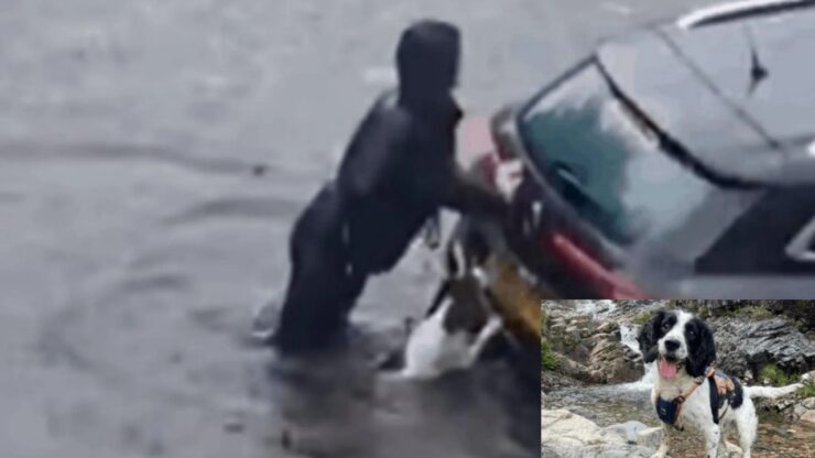 Cagnolino e padrone salvano signore