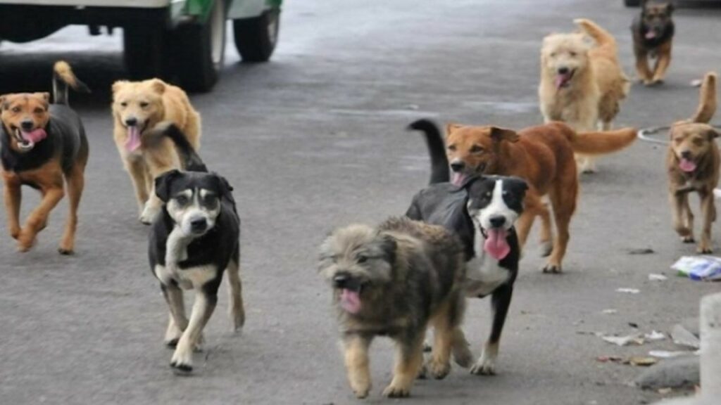 Un video ritrae un cane randagio in un momento di disperazione: il web si commuove