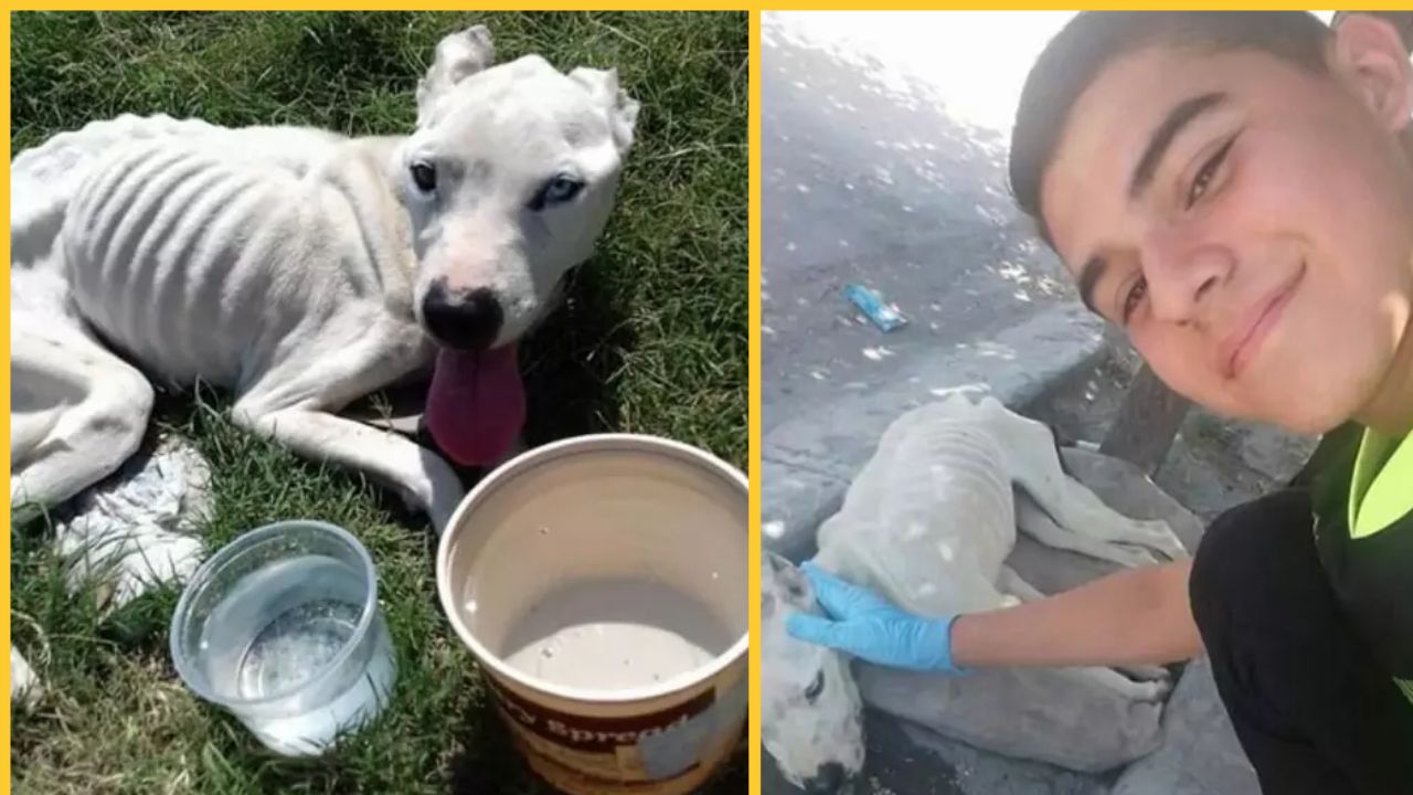 Ragazzo da dentro l'autobus vede un cane denutrito: scende e lo salva