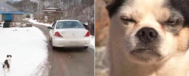 Cane rincorre le auto sperando di ritrovare il suo proprietario che lo aveva abbandonato