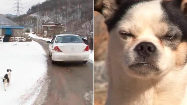 Cane rincorre le auto sperando di ritrovare il suo proprietario che lo aveva abbandonato