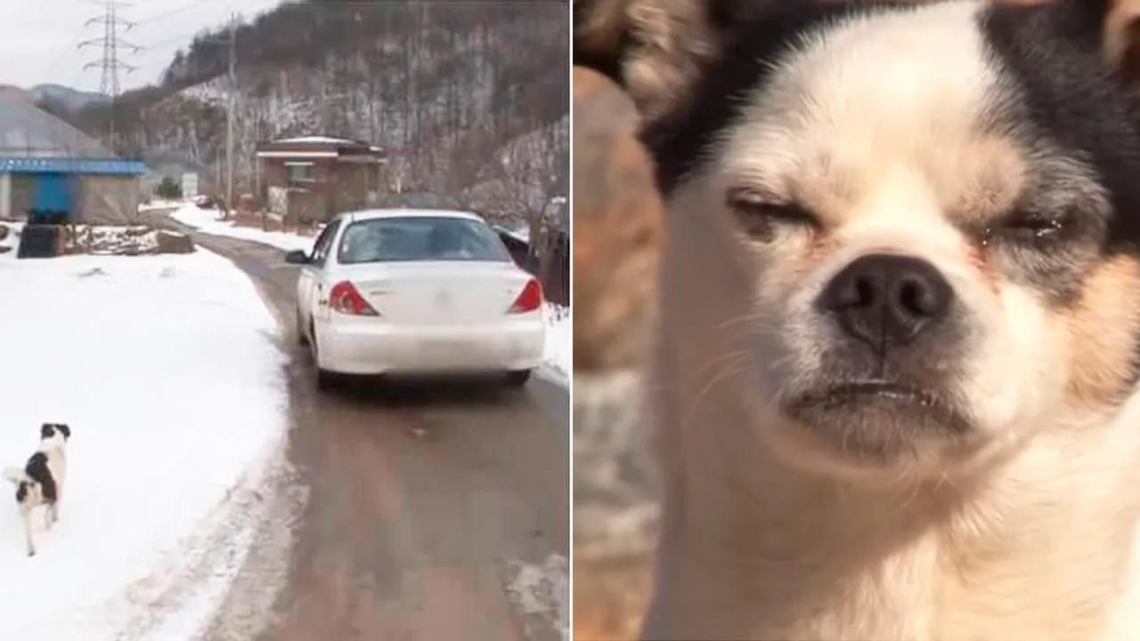 Cane rincorre le auto sperando di ritrovare il suo proprietario che lo aveva abbandonato