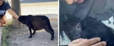 Cane randagio incinta si abbandona completamente ai suoi padroni quando capisce di essere stata salvata