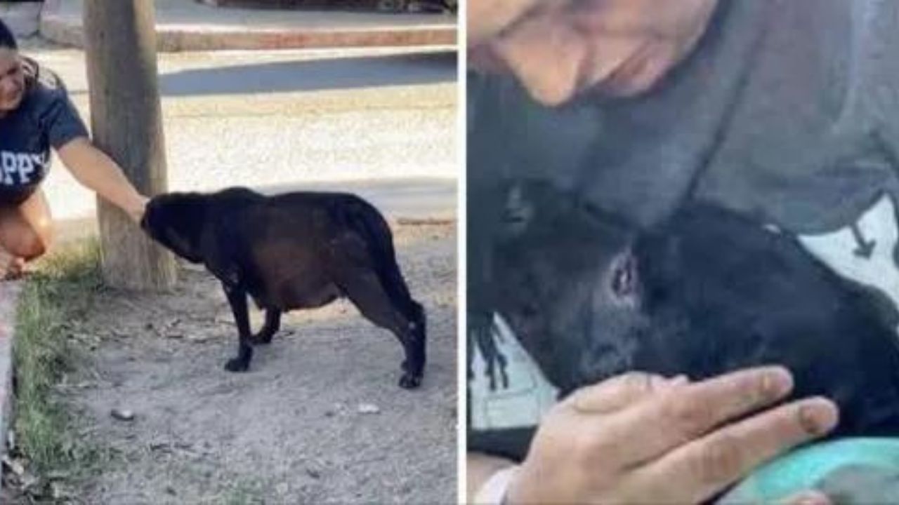 Cane randagio incinta si abbandona completamente ai suoi padroni quando capisce di essere stata salvata