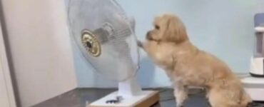 Questo cane non ce la fa più con il caldo, quindi sposta il ventilatore dal letto della sua mamma alla cuccia
