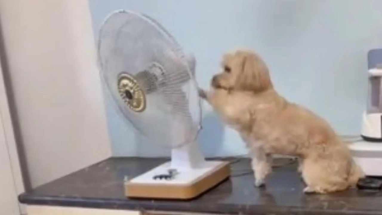 Questo cane non ce la fa più con il caldo, quindi sposta il ventilatore dal letto della sua mamma alla cuccia