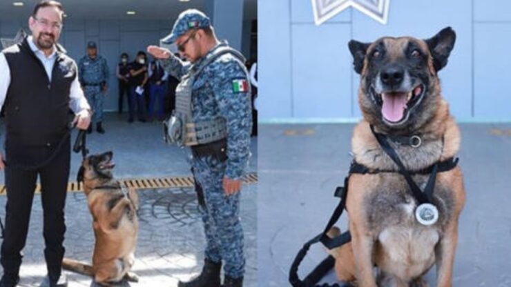 cane poliziotto premiato