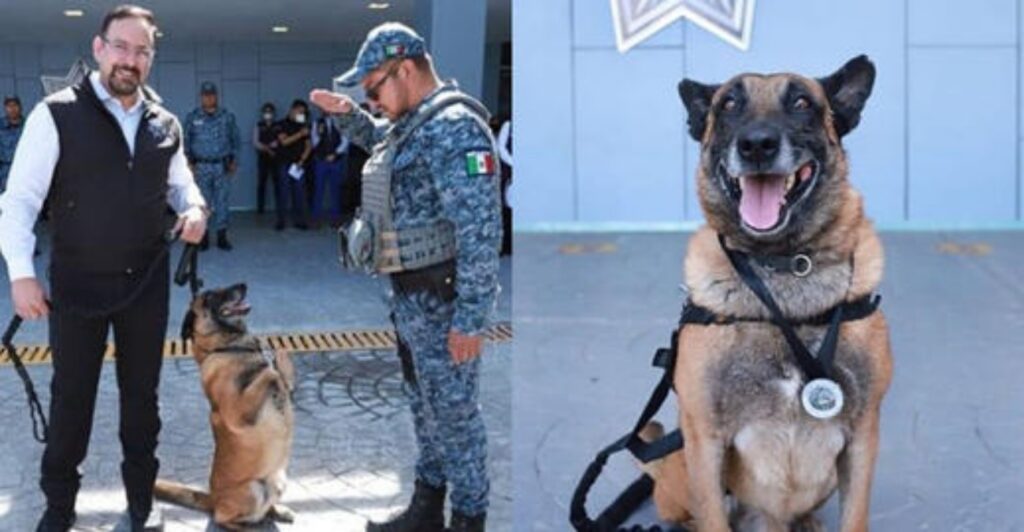 cane poliziotto salvato
