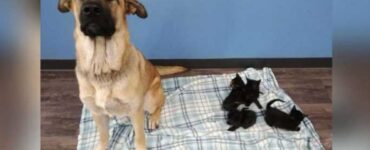 cane randagio con i gatti