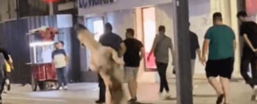 cane senzatetto simpatico