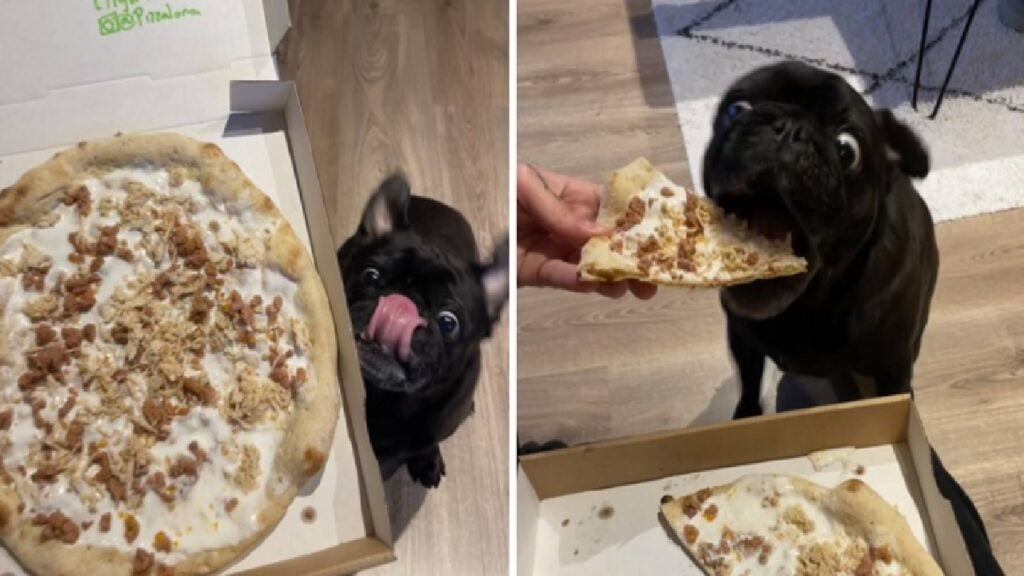 cane si lecca baffi con pizza