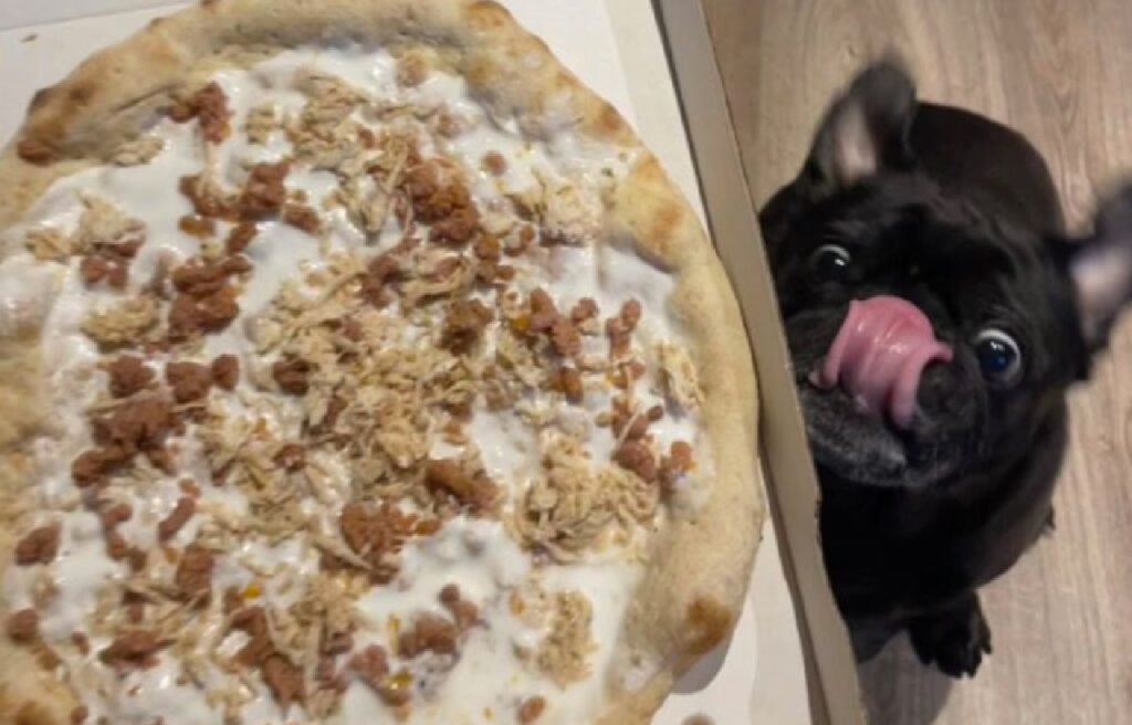 cane mangia pizza