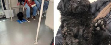 cane smarrito viene trovato