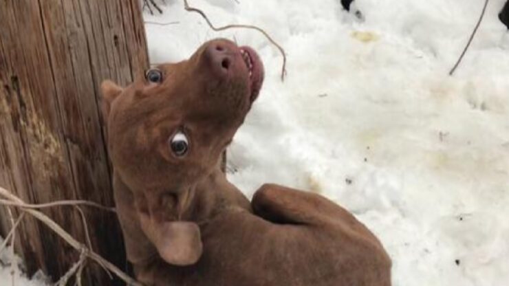 cane senza tetto freddo neve
