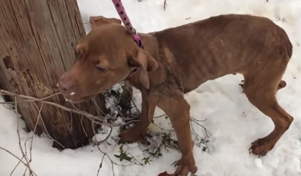 cane senzatetto neve