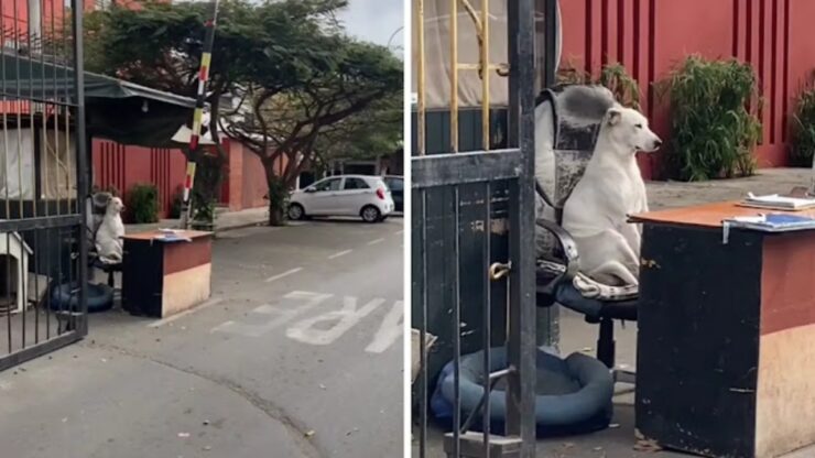 un cane vigile sostituisce il padrone