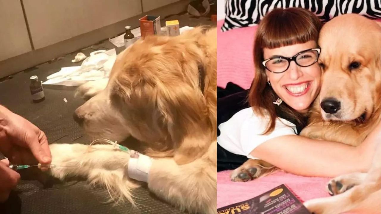 Ragazza canta nell'orecchio del suo cane per tranquillizzarlo mentre sta per andare via per sempre