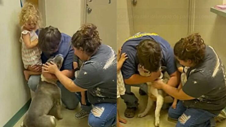 Dopo 10 mesi che non lo vedevano, la famiglia si riunisce al loro cane smarrito