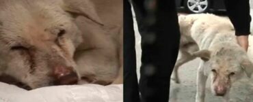 Dolce cane piange ogni giorno mentre cerca il suo proprietario defunto