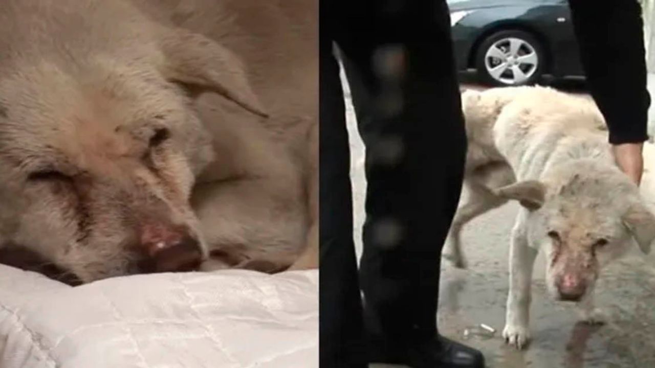 Dolce cane piange ogni giorno mentre cerca il suo proprietario defunto