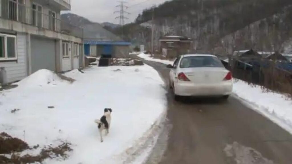Cane rincorre le auto sperando di ritrovare il suo proprietario che lo aveva abbandonato