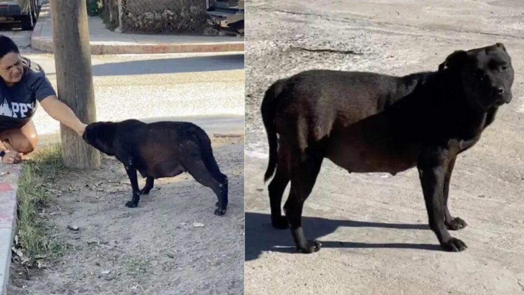 Cane randagio incinta si abbandona completamente ai suoi padroni quando capisce di essere stata salvata