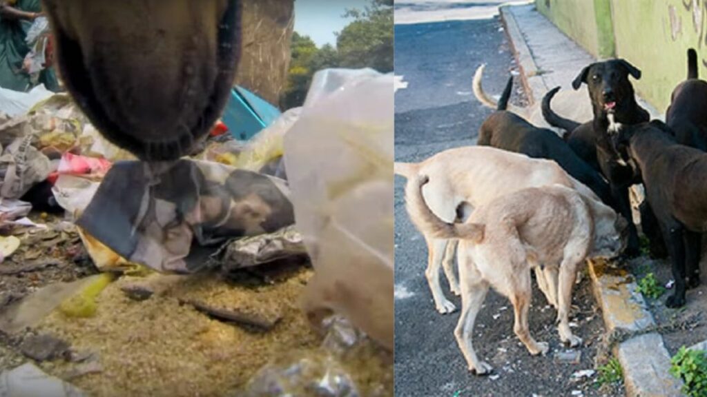 Un video ritrae un cane randagio in un momento di disperazione: il web si commuove