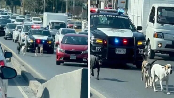 gruppo di cani salvato dalla polizia