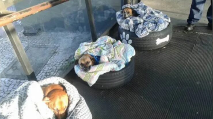 cani senzatetto salvati