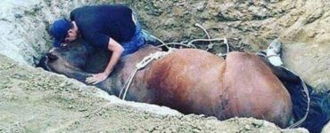 Giovane si dispera affianco al corpo del suo cavallo che è venuto a mancare: "non fa male solo la perdita di un cane"