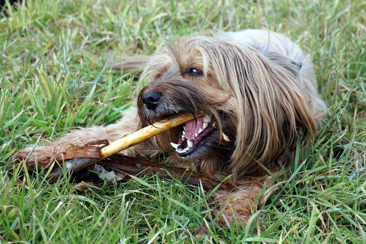 cibi denti cane