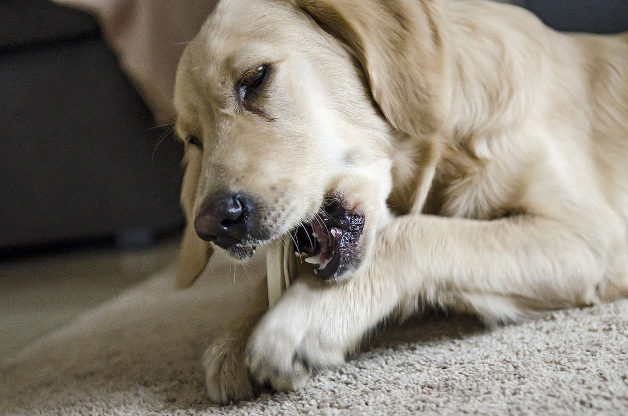 cibi denti cane